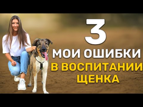 Видео: 3 ОШИБКИ В ВОСПИТАНИИ ЩЕНКА, которые я совершила и к чему они привели
