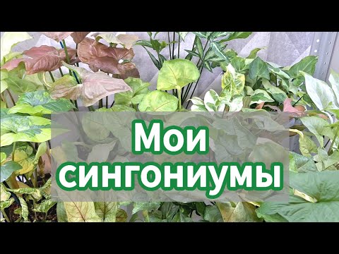 Видео: Мои сингониумы