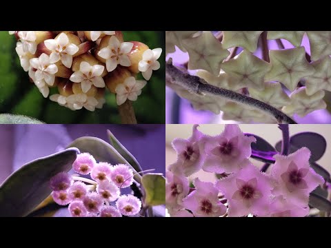 Видео: ХОЙИ цветение Kalimantan,Matilda,Elle