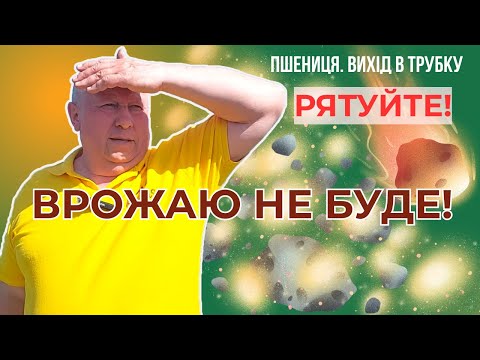 Видео: ⚡️ПОПЕРЕДЖЕННЯ⚡️ Пшениця/вихід в трубку 🔥НЕБЕЗПЕЧНИЙ СЕПТОРІОЗ