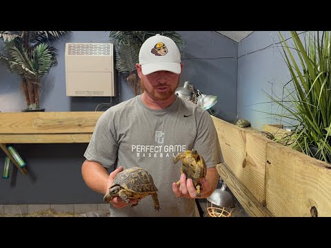 Видео: Черепахи переехали в дом на зиму!