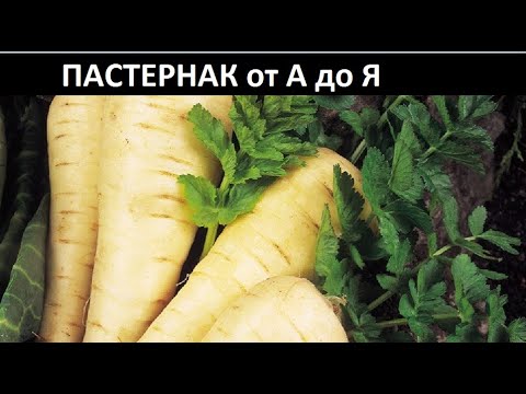 Видео: Пастернак от А до Я.