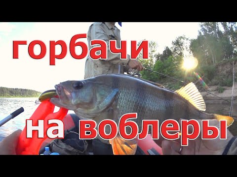 Видео: ВОТ ЭТО КАБАНЫ ТУТ КЛЮЮТ! OSP Dunk 48F - ловля окуня и щуки. Окунь на спиннинг - рыбалка на Вятке