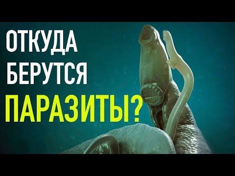Видео: ПАРАЗИТЫ  - ИСТОЧНИКИ ЗАРАЖЕНИЯ. Откуда берутся паразиты?  Как не заразиться?