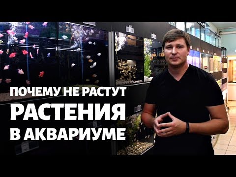 Видео: Почему не растут растения в аквариуме | 3 условия для роста