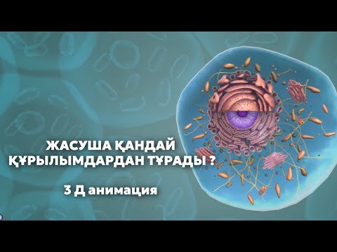 Видео: ЖАСУША | Жасуша құрлысы 3Д анимация