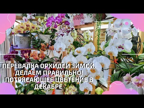 Видео: Перевалка орхидеи зимой.Как это сделать правильно! Потрясающее цветение орхидей в декабре.