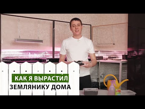 Видео: Выращиваем вкуснейшую землянику дома + наши результаты в конце видео