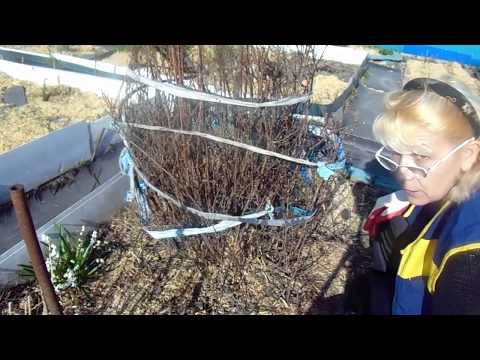 Видео: Чубушник - пересадка взрослого куста. Откапываем отводки.