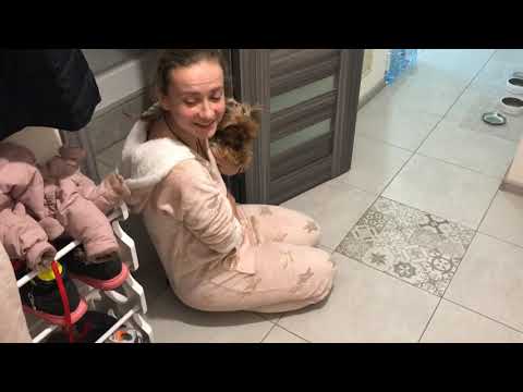 Видео: DogVlog: Белла у нас в гостях|Три йорка в доме😱