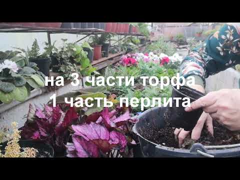 Видео: Самый простой и быстрый  способ размножения бегоний декоративно лиственных