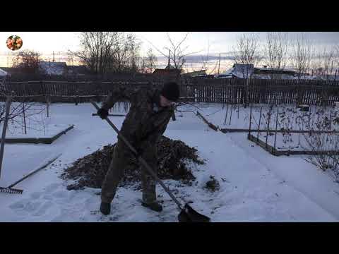 Видео: Простейший способ! Как сохранить семена яблок для выращивания подвоя!