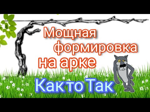 Видео: Мощная формировка 2-х летнего куста винограда на арку#Формировка#Обломка#Весна 2024#Урожай#Арка#