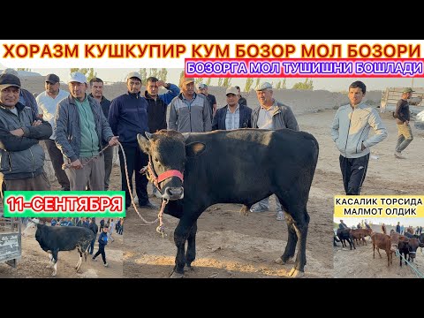 Видео: ХОРАЗМ КУШКУПИР КУМ БОЗОР МОЛ БОЗОРИ БОЗОРГА МОЛ ТУШИШНИ БОШЛАДИ 11-сентября 2025 г.