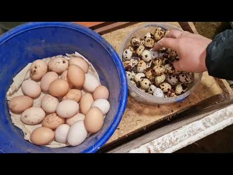 Видео: сколько можно заработать на перепелах? я в шоке!!!
