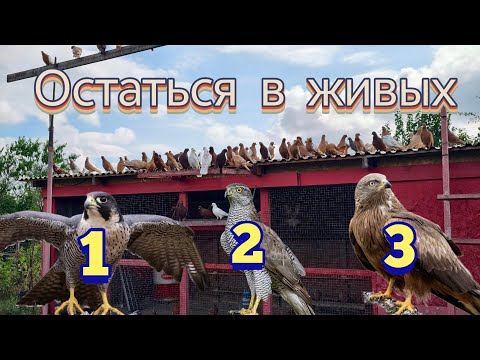 Видео: Голуби Просто остаться в живых