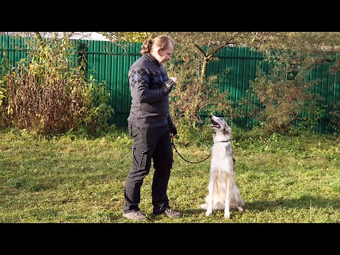 Видео: Реально ли научить собаку команде "сидеть" без лакомства за 10 минут? (видео одним дублем)