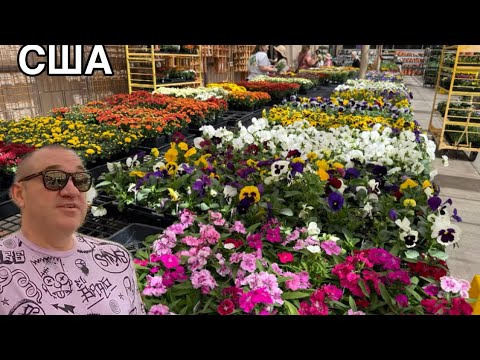 Видео: КОНЦА НЕТ ОСЕННИЙ РАССАДЫ ГОЛОВА ИДЕТ КРУГОМ ЗДЕСЬ ЕСТЬ ВСЕ ПРИПРАВЫ И ГОРОХ ЗИМНИЕ ФРУКТОВЫЕ КУСТИ 