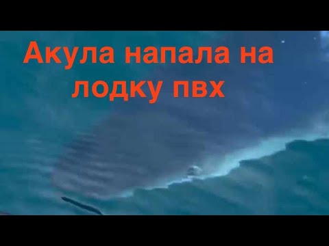 Видео: Встреча с акулой на лодке ПВХ ( Владивосток)