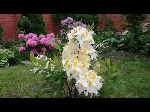 Видео: Листопадные рододендроны, зимостойкие сорта