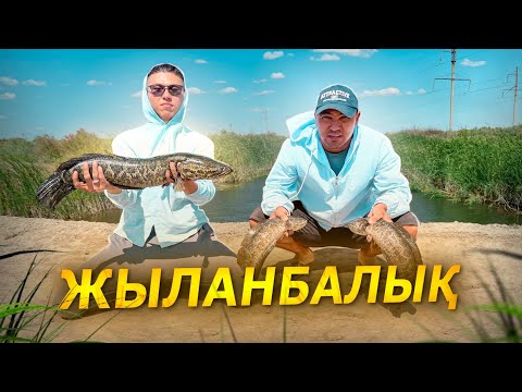 Видео: ЖЫЛАНБАЛЫҚ іздеп таптық. ҚАРМАҚҚА ЖАҚСЫ ТҮСІП ТҰР.