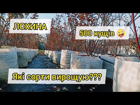 Видео: Виростив лохину! Які сорти вирощую?