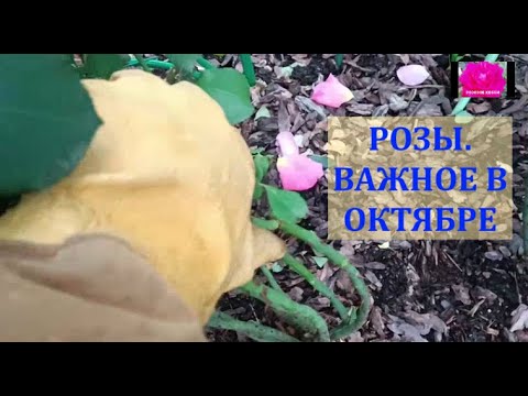 Видео: РОЗЫ ГОТОВИМ К УКРЫТИЮ НА ЗИМУ