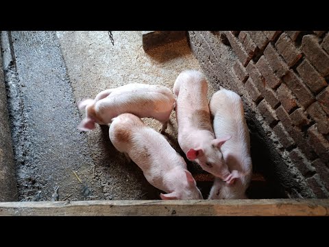 Видео: Гарні плоди від наших свиноматок.