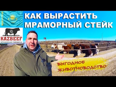 Видео: Почему у Казахстана получилось животноводство. Технология производства мраморная говядина.