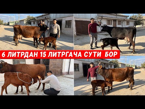 Видео: СУТДОР  ОНА  БОЛА   ВА  БУГОЗ  СИГРЛАР  МИРЗАБЕК  13-ОКТАБРЬ