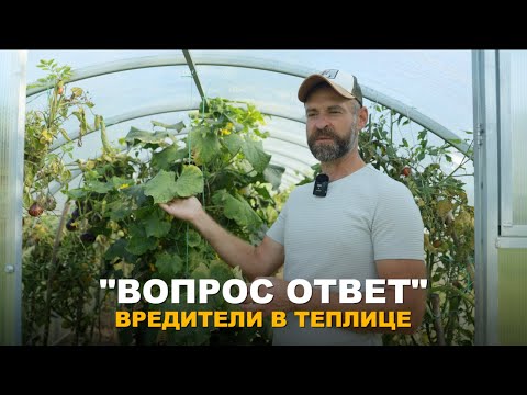 Видео: РУБРИКА "ВОПРОС-ОТВЕТ": Как бороться с паутинным клещом? Какие сорта клубники выбрать? И др. вопросы