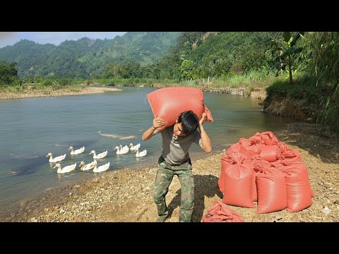 Видео: Новый свинарник Кха — сложный, но полный радости