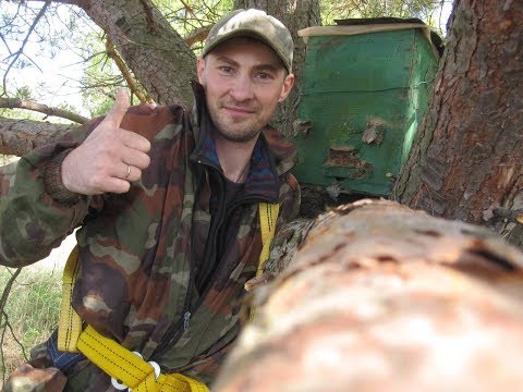 Видео: Секреты и технология ловли бродячих роев. Приманки для роев. Установка ловушек.