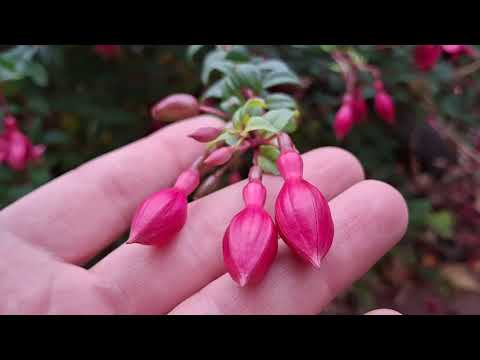 Видео: Фуксія цвіте навіть в осінньому саду чи на балконі у листопаді 