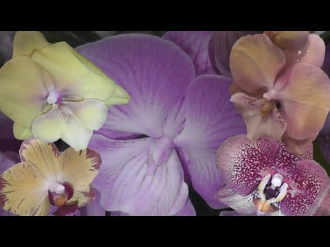 Видео: Столько сортовых орхидей давно не было, свежий завоз. Оптовая база, пер. Промышленный 4.
