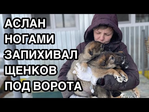 Видео: Спасение животных/ Нам подкинули щенков/ "Хозяин" не церемонился