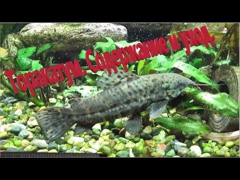 Видео: Сом Таракатум содержание в аквариуме.