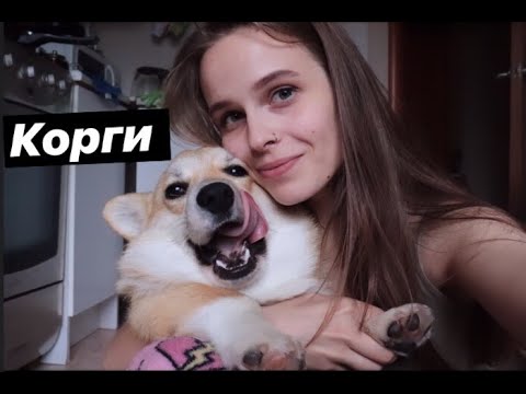 Видео: СОБАКА МЕЧТЫ. ПЕРВЫЕ 2 НЕДЕЛИ ДОМА. ЖИЗНЬ С КОРГИ  ♡