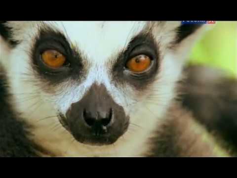 Видео: Остров лемуров