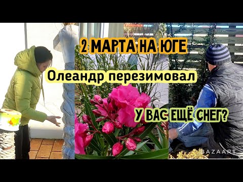 Видео: ОЛЕАНДР перезимовал.ИНТЕРЕСНО.Раскрываем растения после зимы 2 МАРТА