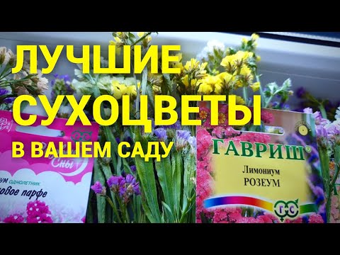 Видео: Кермек, статица, лимониум. Неприхотливые и шикарные однолетние цветы в вашем саду.