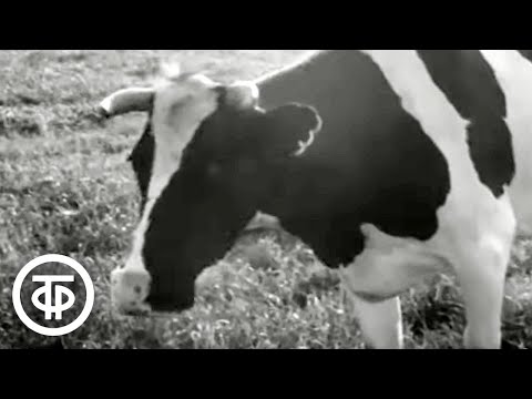 Видео: Лесные Поляны. Образцовое советское хозяйство (1967)