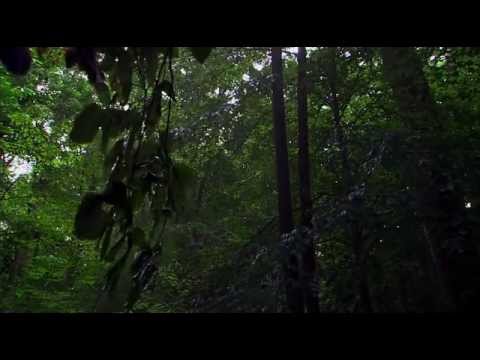 Видео: Тайны выживания