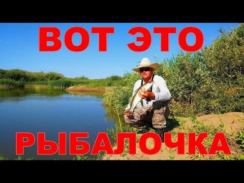 Видео: РЫБАЛКА НА ЗАКИДУШКИ.Я НЕ ОЖИДАЛ ТАКОГО КЛЕВА.СУДАК НА ЖИВЦА.