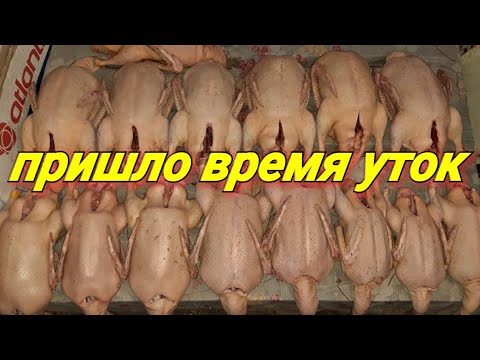 Видео: Пора со двора! Утки созрели, начинаем реализовывать.