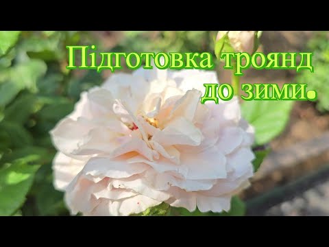 Видео: Підготовка троянд до зими. Підживлення. 27.09.25