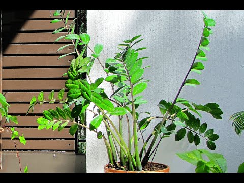 Видео: Как правильно пересаживать замиокулькас? | How to plant zamioculcas?