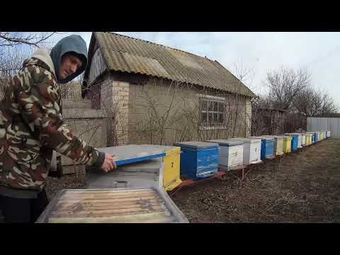 Видео: Облёт пчел матки начинают сеять