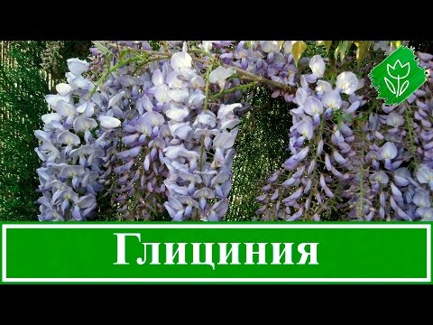 Видео: Цветок глициния – посадка и уход; выращивание глицинии из семян; как вырастить глицинию