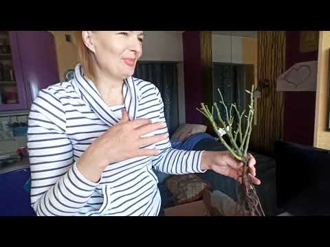 Видео: Распаковка посылки с розами из Розомании! Оцениваем саженцы.